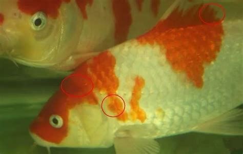 錦鯉爛身用什么藥最好，錦鯉爛身怎么辦 錦鯉爛身用什么藥最好，錦鯉爛身怎么辦 龍魚(yú)百科 第3張