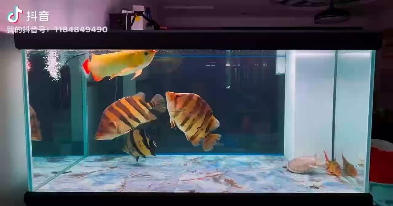 給愛魚換個大房子！，為愛魚換個大房子