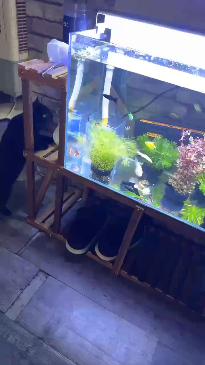 新手養(yǎng)魚，北京老寧評論：新手養(yǎng)魚指南