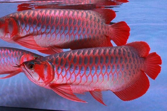 7000萬紅龍魚的圖片在哪里可以找到？，7000萬紅龍魚是否真實存在？