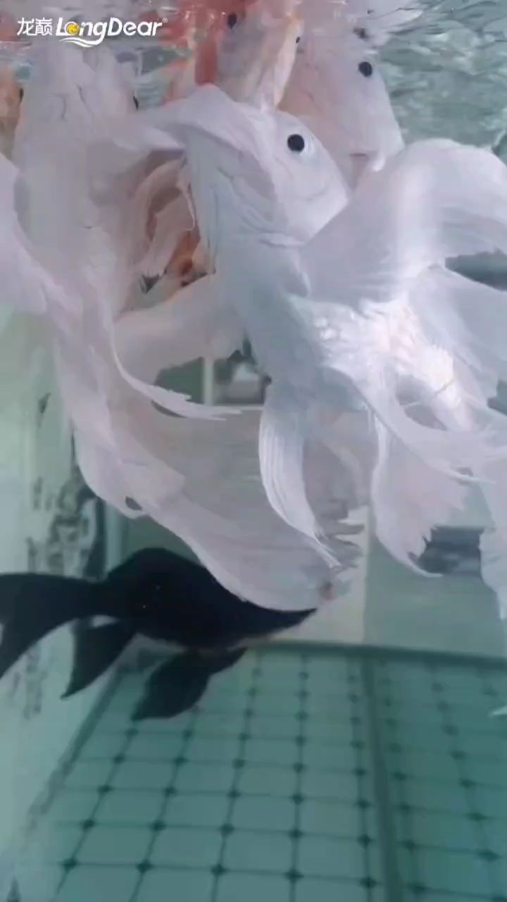 事事順遂，會越來越好，南無阿彌陀佛??????，“事事順遂，會越來越好，南無阿彌陀佛”是一句常用的祈禱語