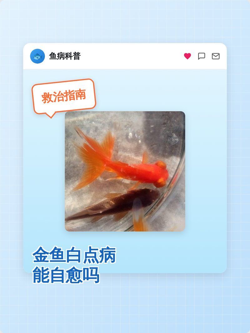 金魚得了白點病會自愈嗎