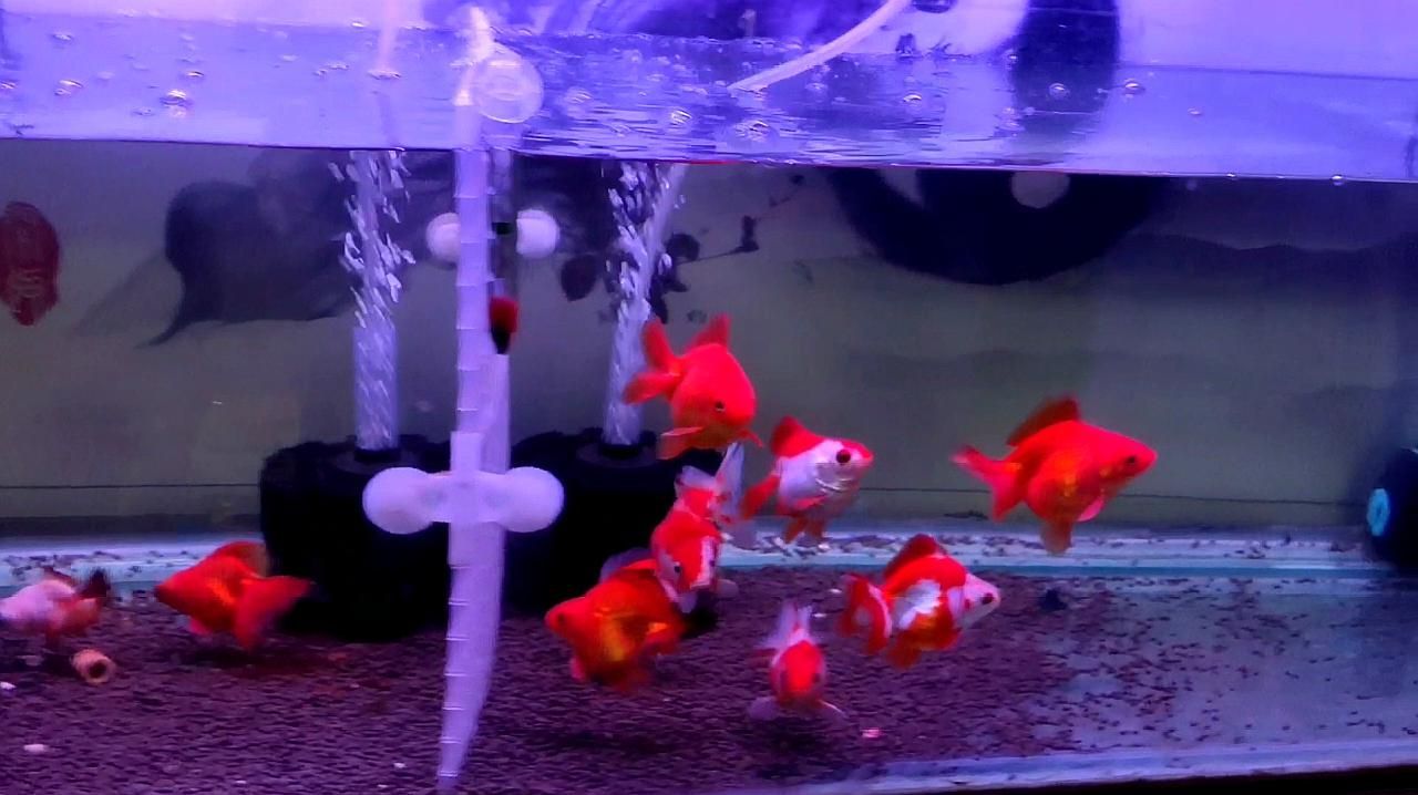 金魚得了白點病會自愈嗎