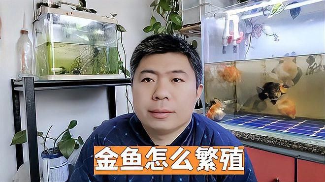 如何刺激金魚產卵，金魚產卵后如何護理魚卵