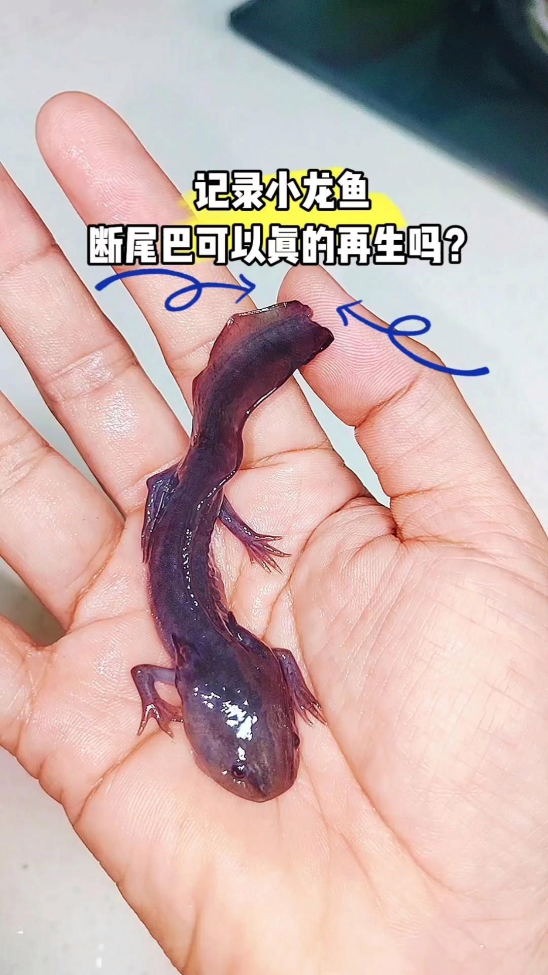 龍魚尾巴掉了能長出來嗎？，龍魚尾巴斷了可以再長出來嗎？