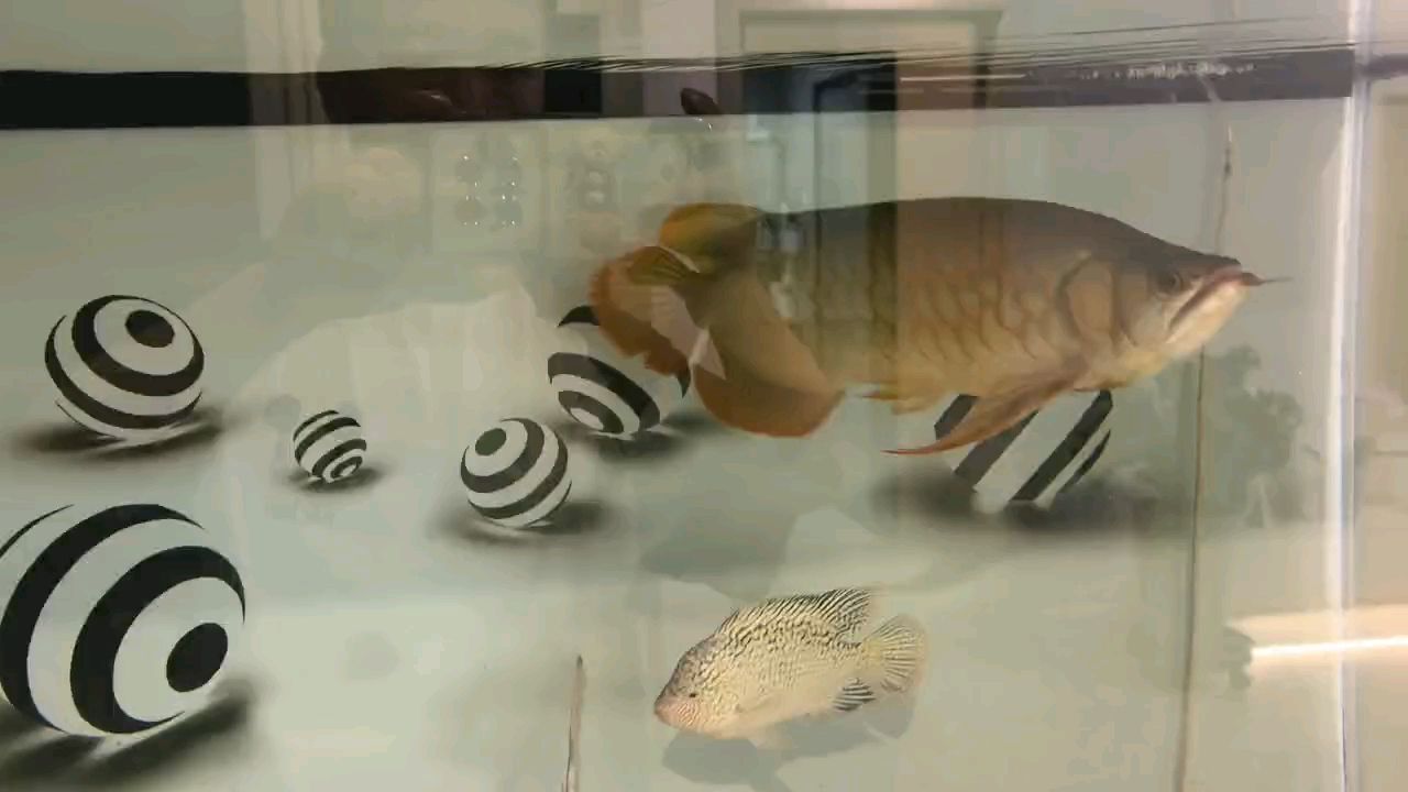 最近胃口大開，長得有點(diǎn)快，得減肥了，40公分，王寶魚：胃口大開，長高40公分需減肥