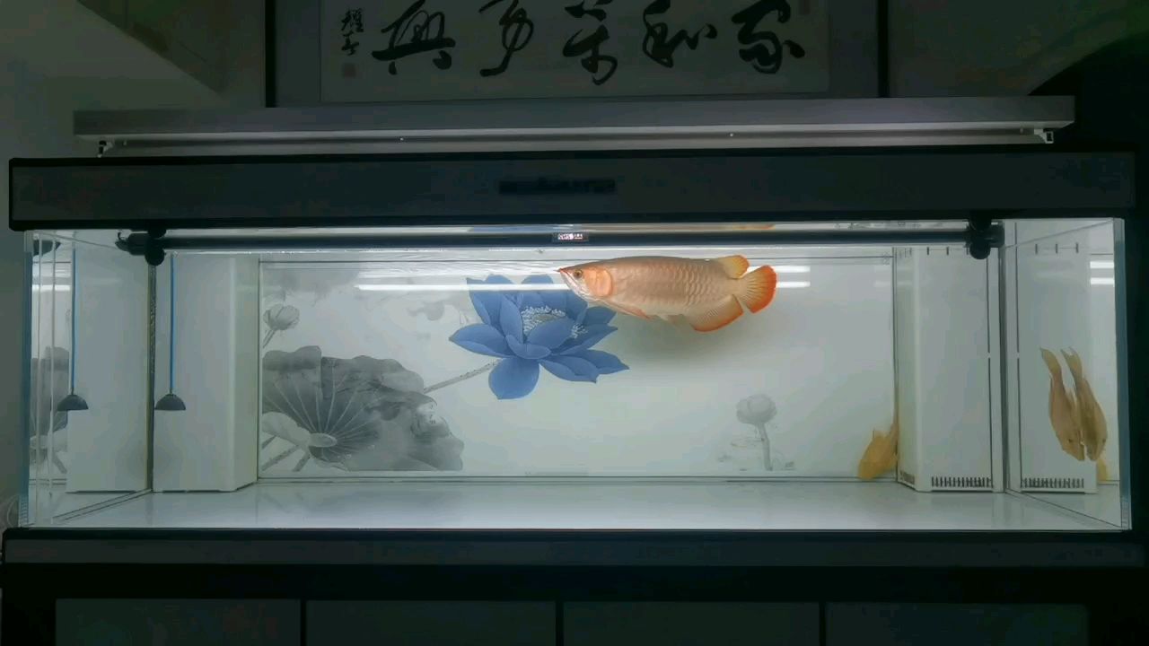 萬般磨礪皆是成長，萬般磨礪皆是成長，巴娜娜能量_26688評論