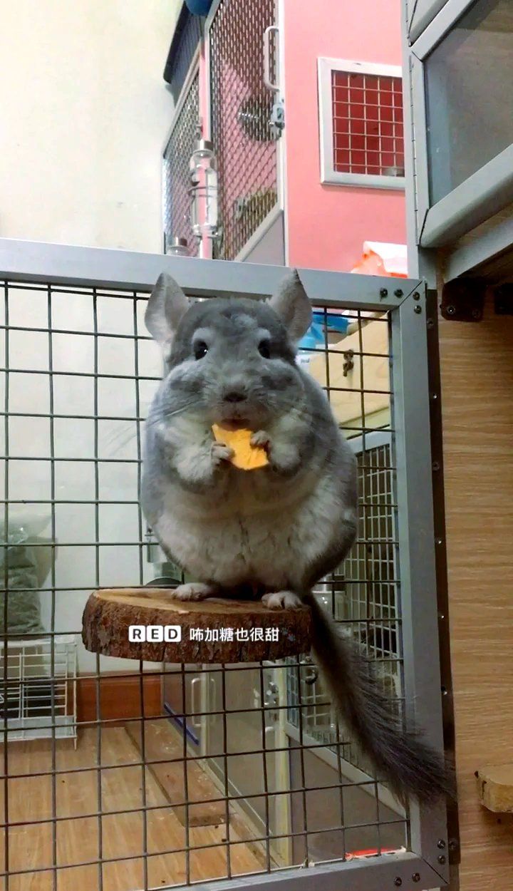 龍貓對主人有記憶嗎，龍貓對主人的記憶能力一直是人們關注的焦點