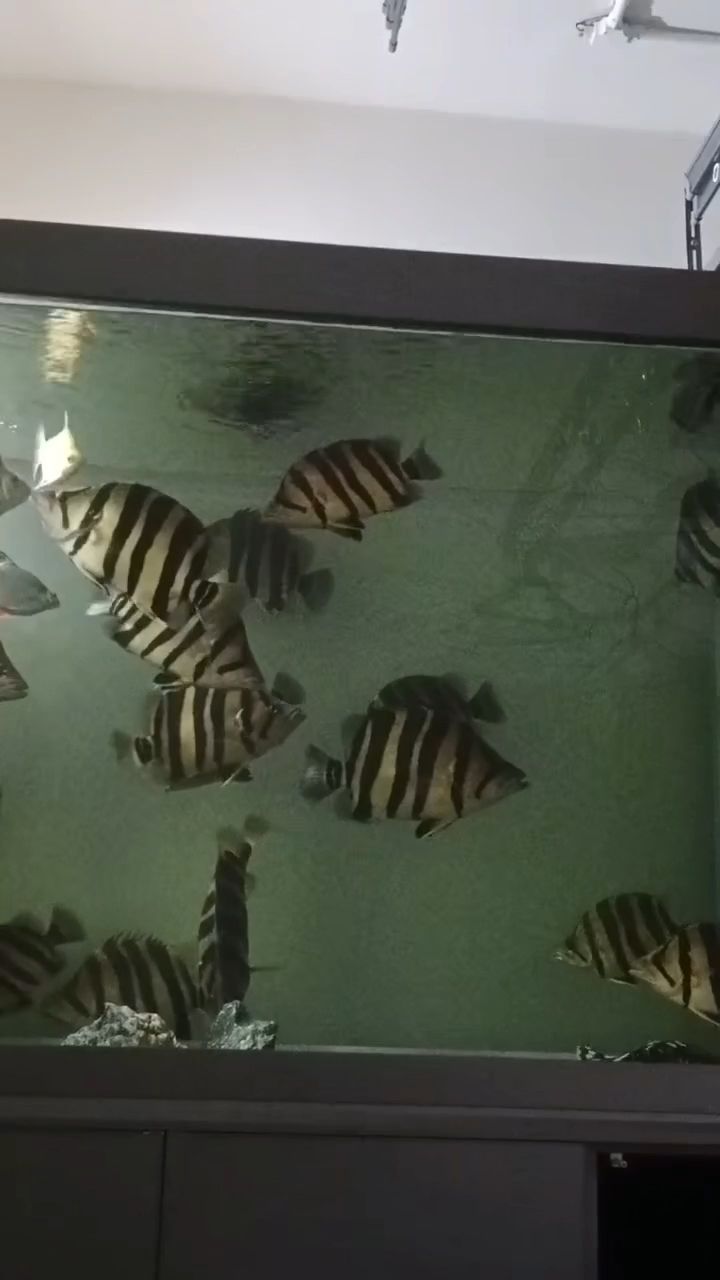 祝大家好運連連 祝自己心想事成，祝福語傳達了一種樂觀和積極的生活態(tài)度，鼓勵人們追求幸福和成功
