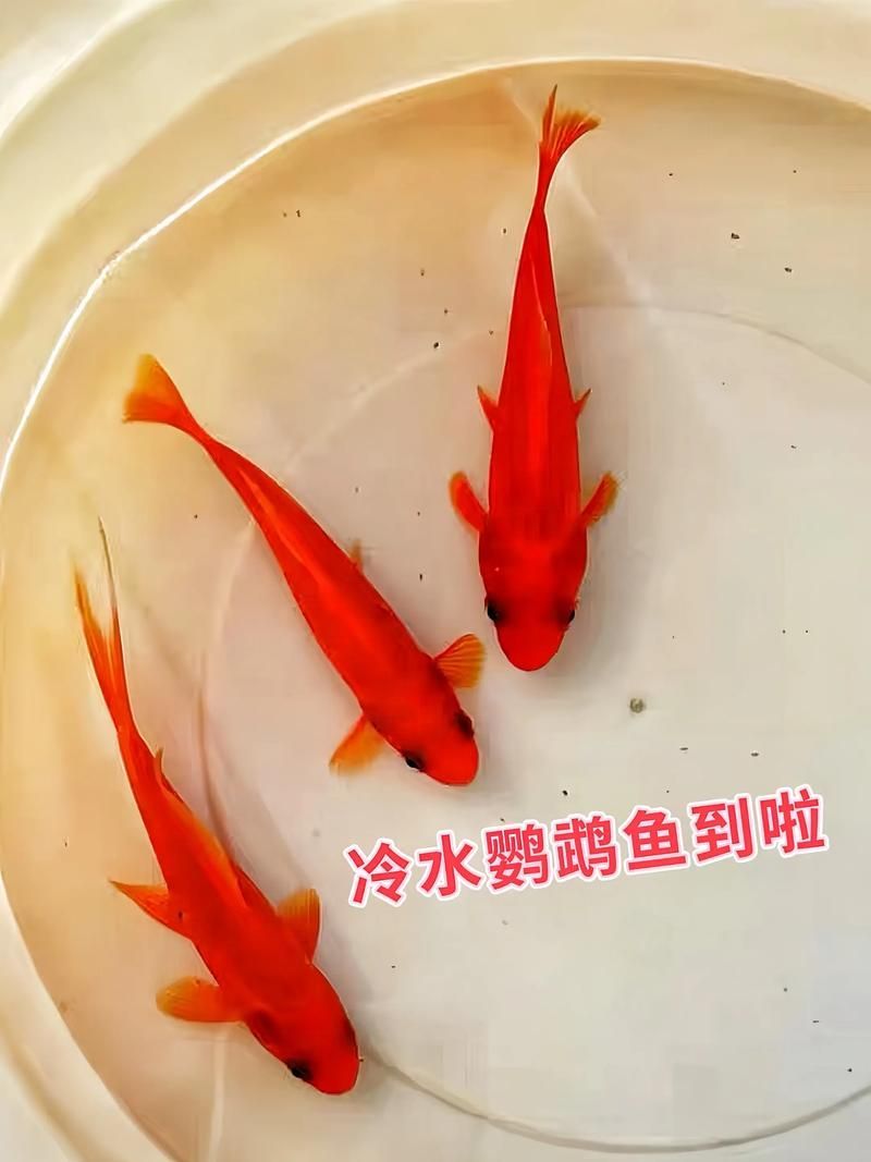 能否提供更多冷水觀賞魚的圖片，冷水觀賞魚的飼養(yǎng)方法