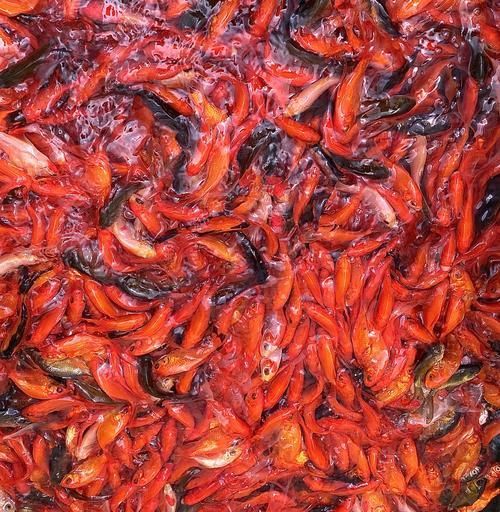 能否提供更多冷水觀賞魚的圖片，冷水觀賞魚的飼養(yǎng)方法