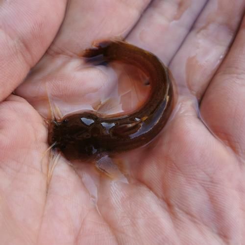 能否提供更多冷水觀賞魚的圖片，冷水觀賞魚的飼養(yǎng)方法