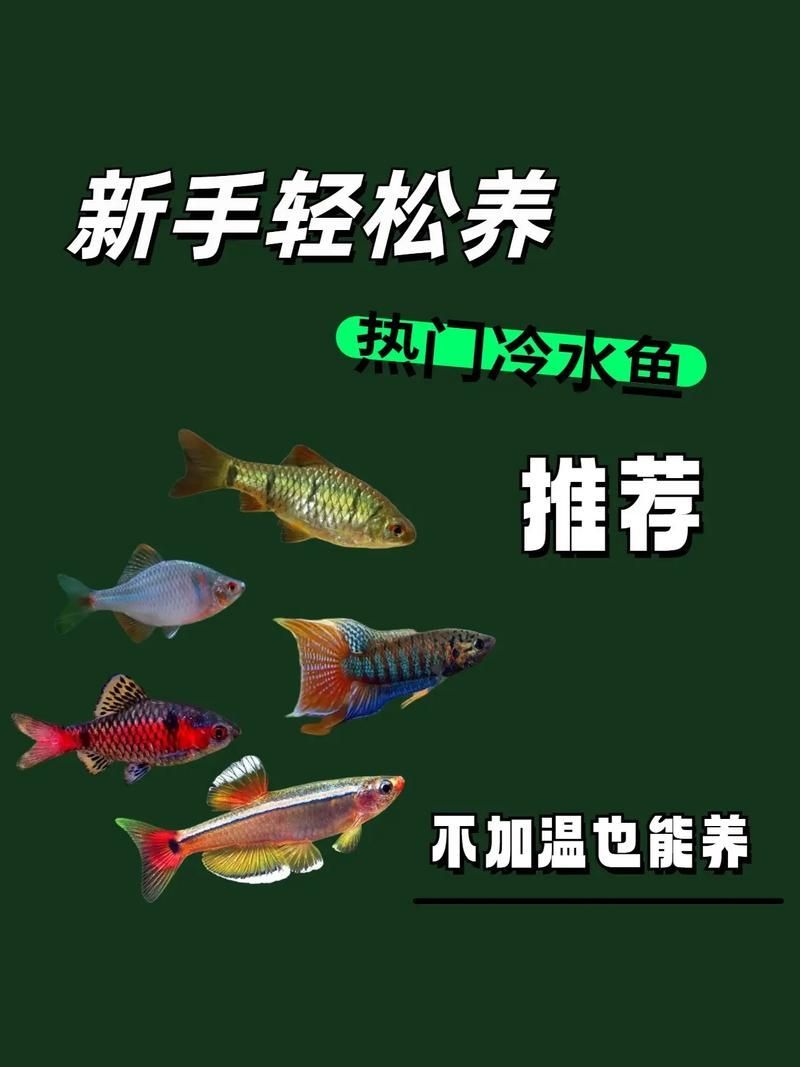 能否提供更多冷水觀賞魚的圖片，冷水觀賞魚的飼養(yǎng)方法