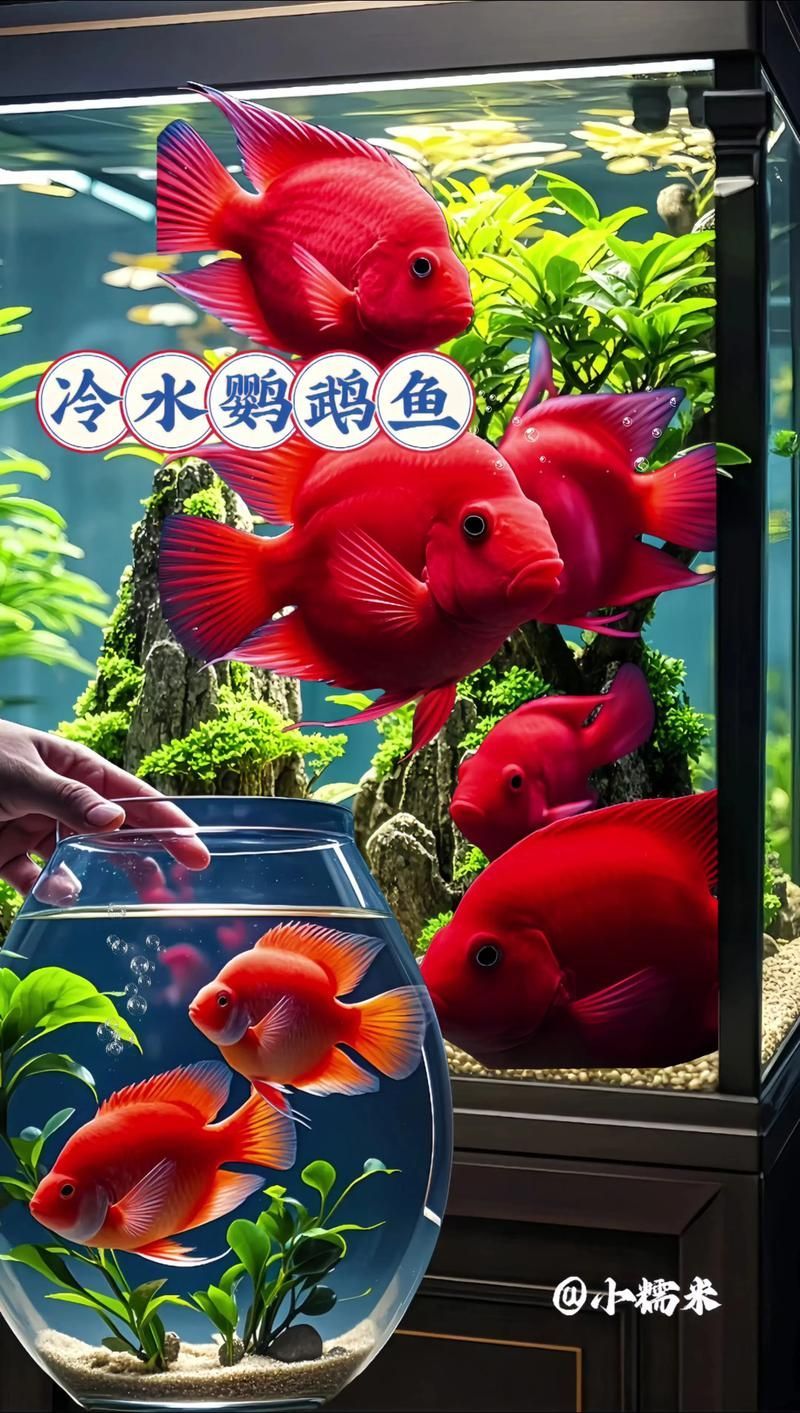 能否提供更多冷水觀賞魚的圖片，冷水觀賞魚的飼養(yǎng)方法