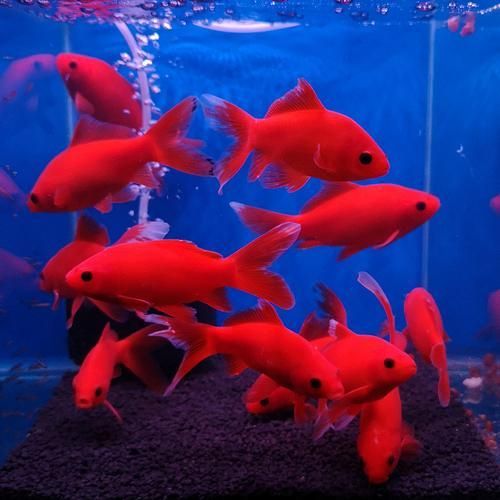 能否提供更多冷水觀賞魚的圖片，冷水觀賞魚的飼養(yǎng)方法