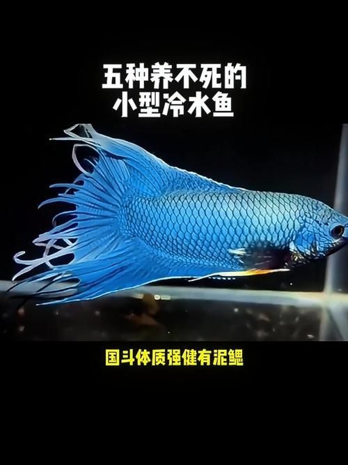 能否提供更多冷水觀賞魚的圖片，冷水觀賞魚的飼養(yǎng)方法