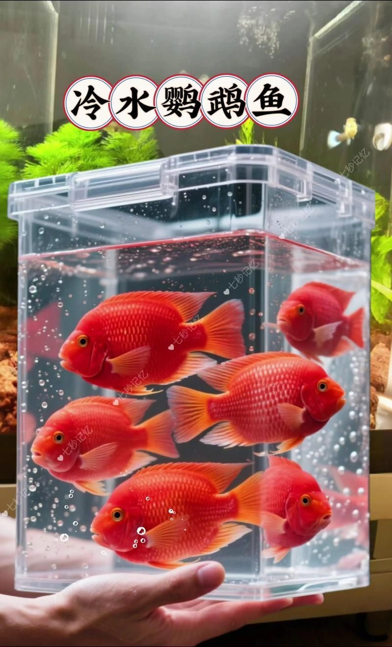 能否提供更多冷水觀賞魚的圖片，冷水觀賞魚的飼養(yǎng)方法