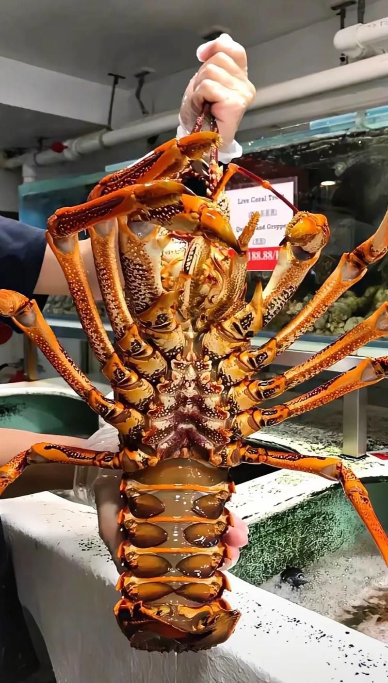 澳龍的價格一般是多少，普吉島拉威海鮮市場澳龍價格大揭秘澳龍的運輸和保存過程