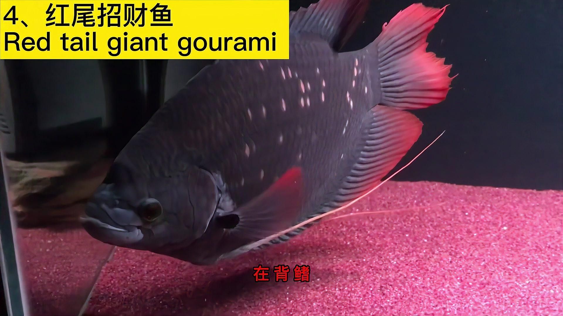 如何挑選最招財的魚品種，最具招財潛力的幾類魚種