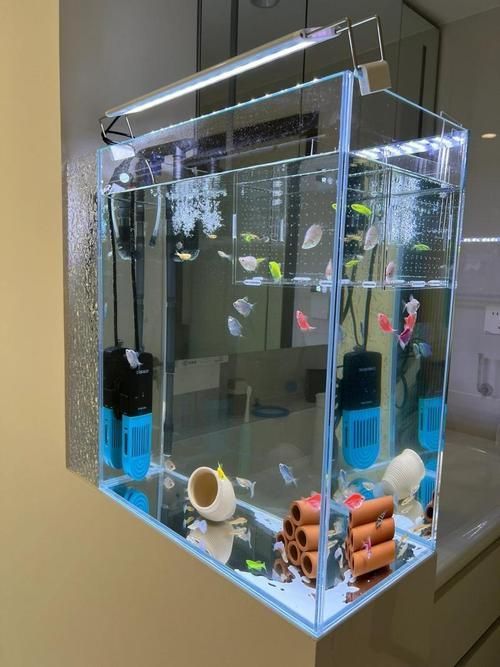 有哪些合法來(lái)源的金龍魚(yú)，合法來(lái)源金龍魚(yú)（scleropagesformosus）