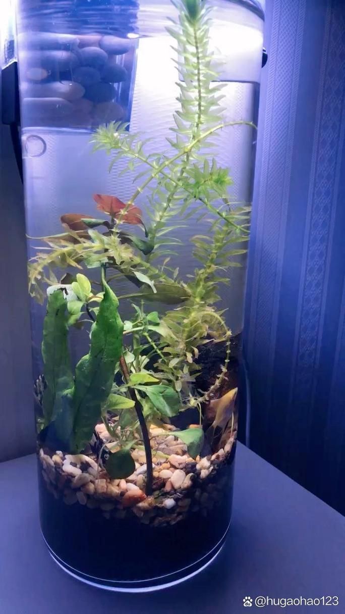 有哪些適合客廳的圓柱形魚(yú)缸，客廳擺放一個(gè)圓柱形魚(yú)缸不僅能增添室內(nèi)裝飾美感還能為家居環(huán)境帶來(lái)生機(jī)與活力