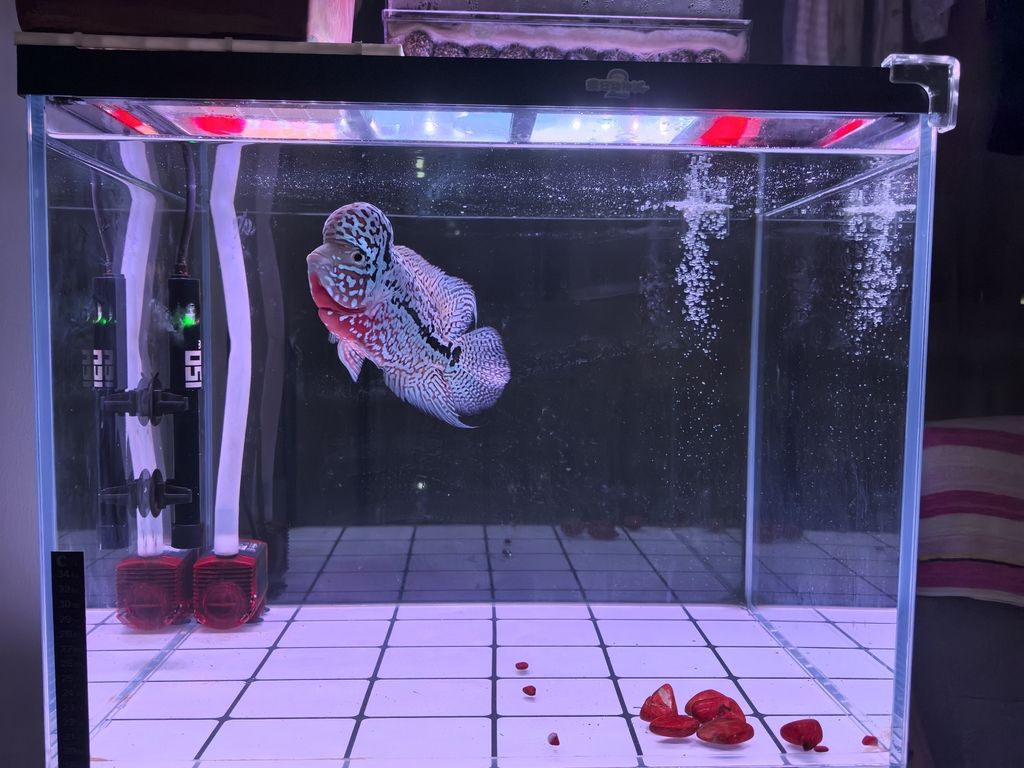 夜色，賞魚，夜色中賞魚是一種獨特的體驗，感受生命的寧靜與和諧