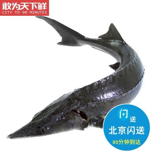 哪里可以買到正宗的北京龍魚？，北京龍魚如何購買正宗的北京龍魚