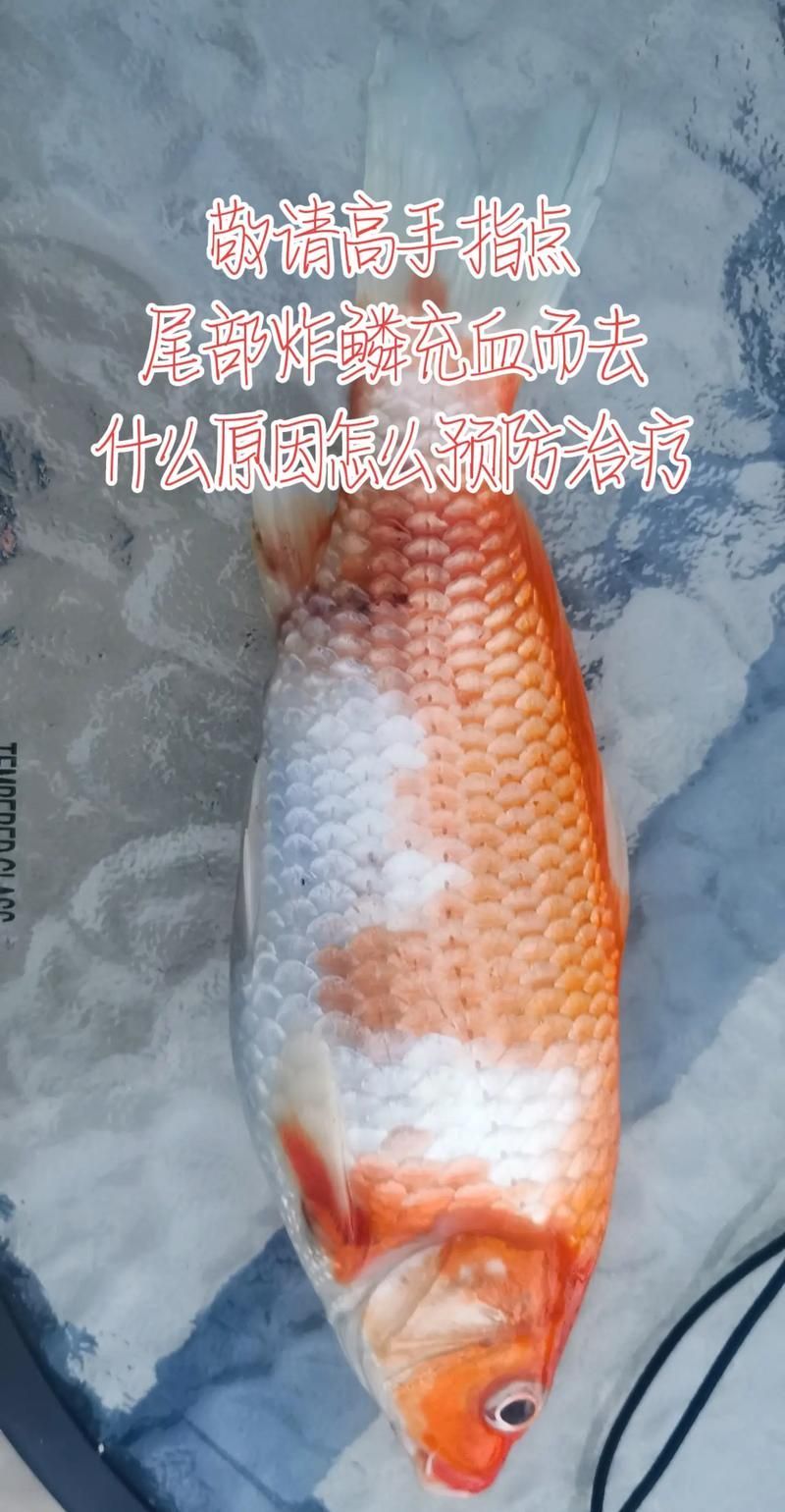 給我一張錦鯉紅斑病的圖片，如何預防錦鯉紅斑病