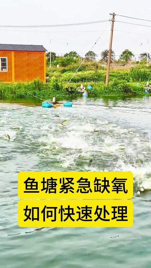 給我一些預(yù)防魚缺氧的圖片，冬季魚塘缺氧如何應(yīng)急處理