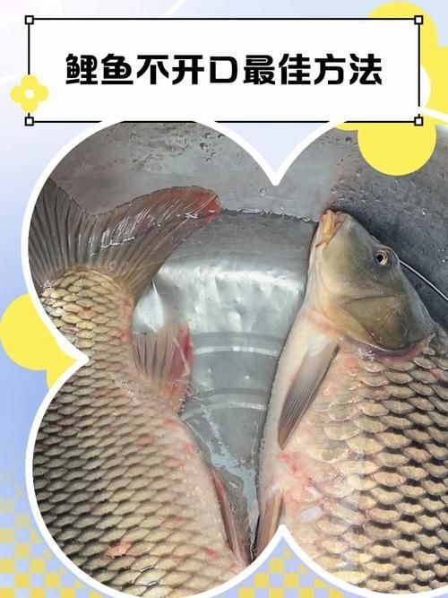 給我一些預(yù)防魚缺氧的圖片，冬季魚塘缺氧如何應(yīng)急處理