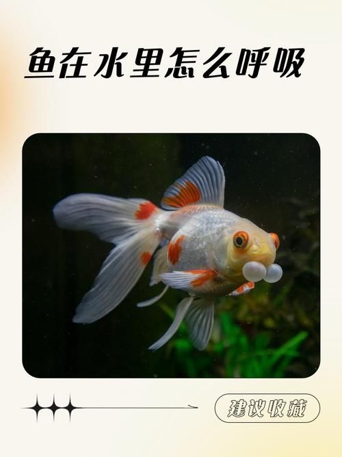 給我一些預(yù)防魚缺氧的圖片，冬季魚塘缺氧如何應(yīng)急處理