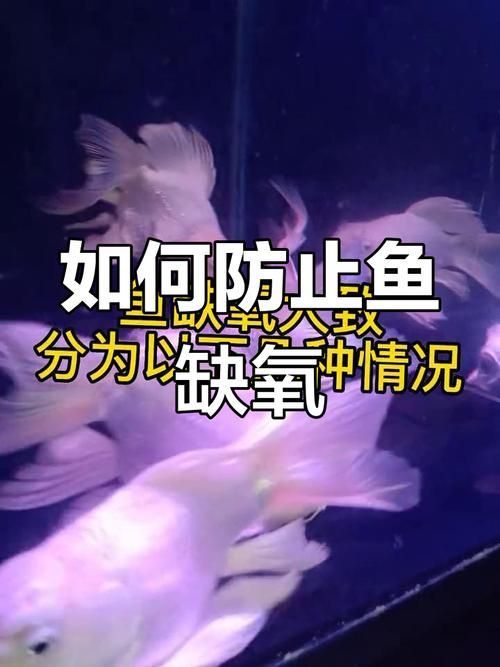 給我一些預(yù)防魚缺氧的圖片，冬季魚塘缺氧如何應(yīng)急處理