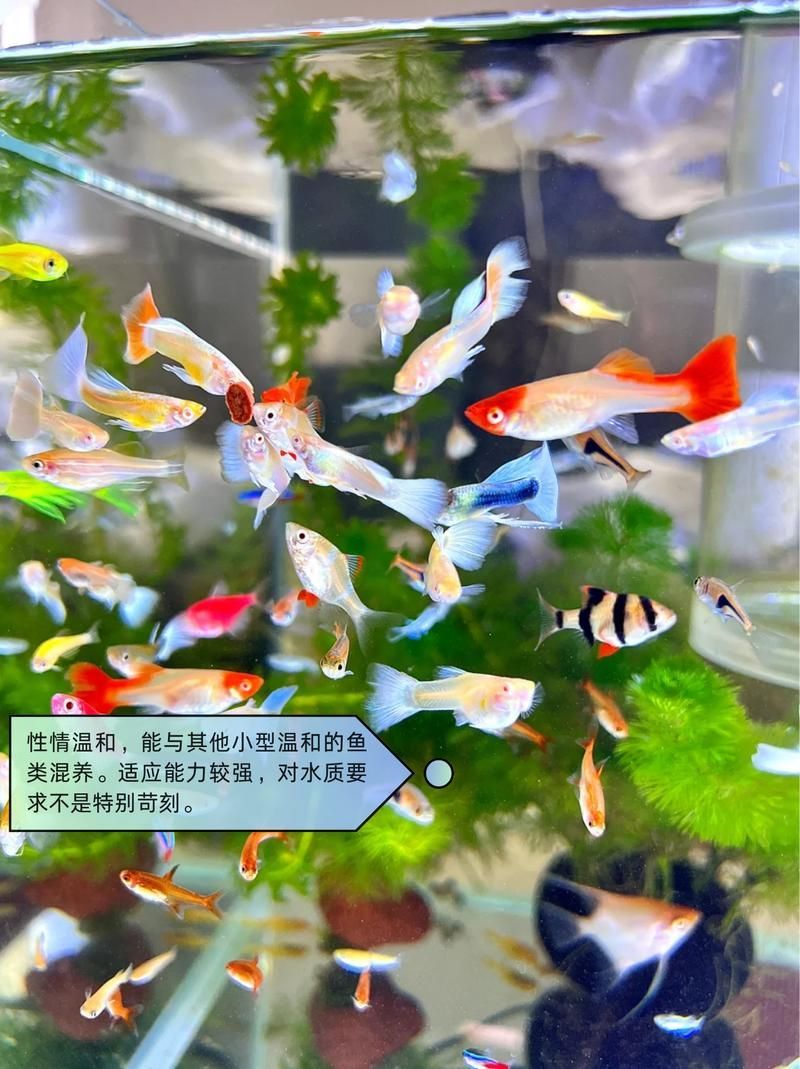 愛唯希魚缸適合養哪些魚？，愛唯希魚缸適合哪些水草造景，