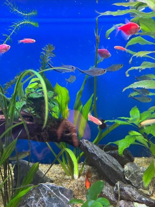 愛唯希魚缸適合養哪些魚？，愛唯希魚缸適合哪些水草造景，