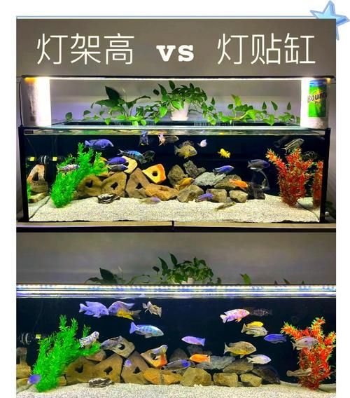 龍魚缸燈的擺放示意圖，如何判斷龍魚是否需要調(diào)整燈光？ 龍魚缸燈的擺放示意圖，如何判斷龍魚是否需要調(diào)整燈光？ 龍魚百科 第3張