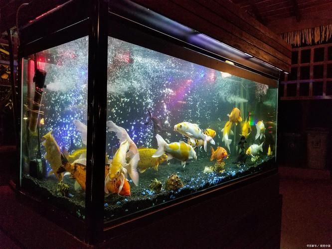 龍魚缸燈的擺放示意圖，如何判斷龍魚是否需要調(diào)整燈光？ 龍魚缸燈的擺放示意圖，如何判斷龍魚是否需要調(diào)整燈光？ 龍魚百科 第2張