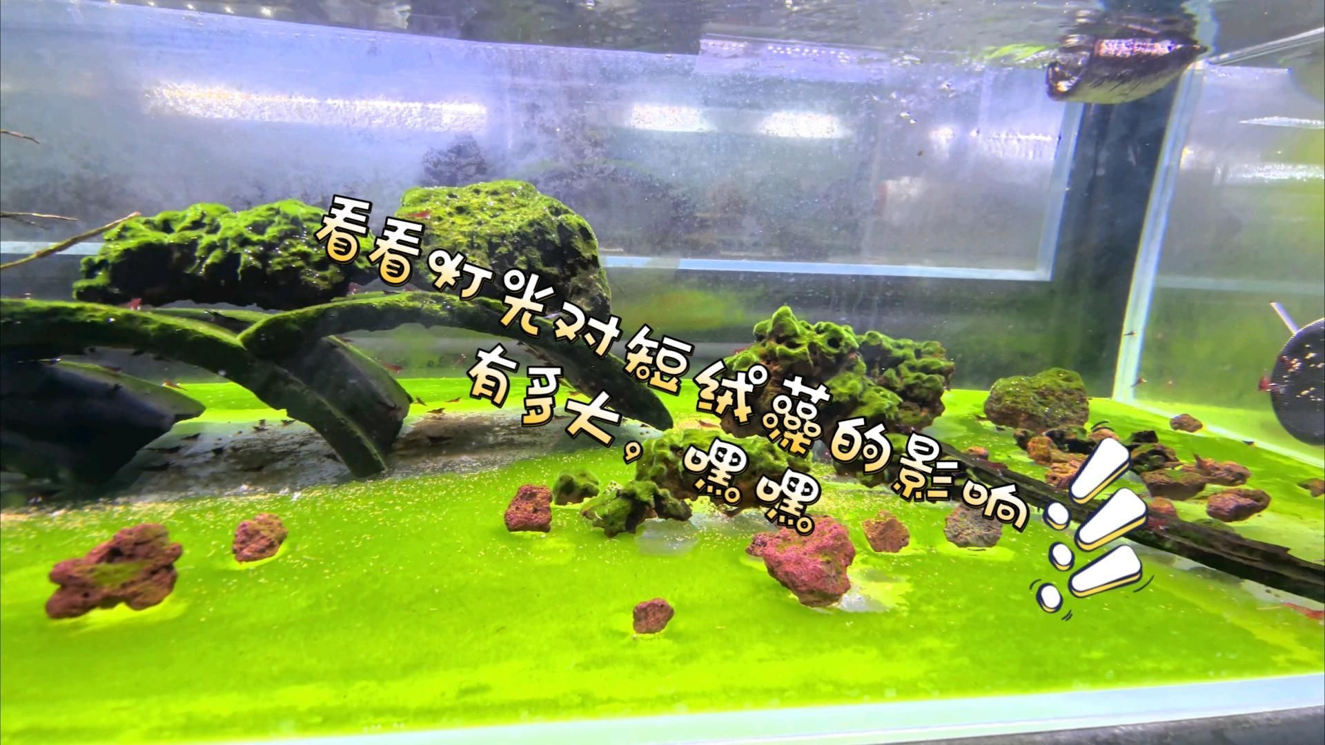 魚缸燈光對水質有何影響？，魚缸燈光對水質的影響