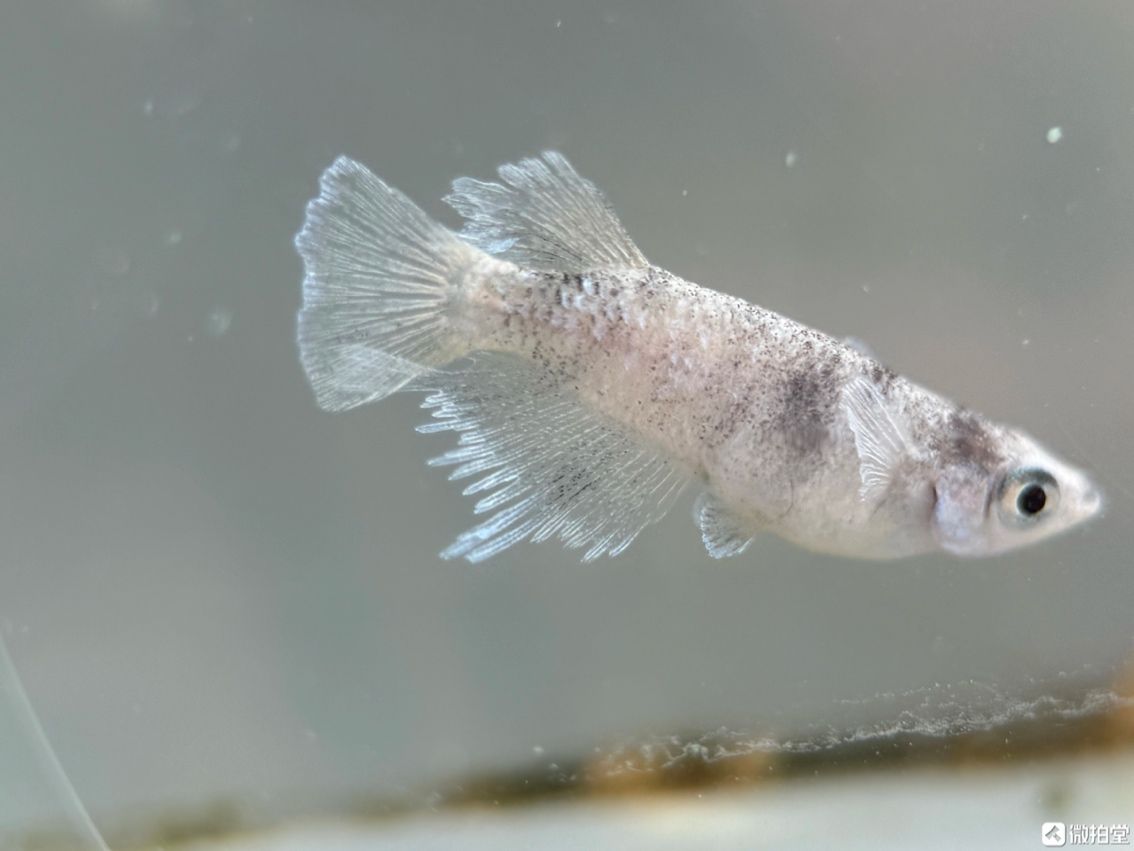 不需要加溫打氧過濾的小型觀賞魚觀背青鳉，小型觀賞魚——觀背青鳉養殖技巧