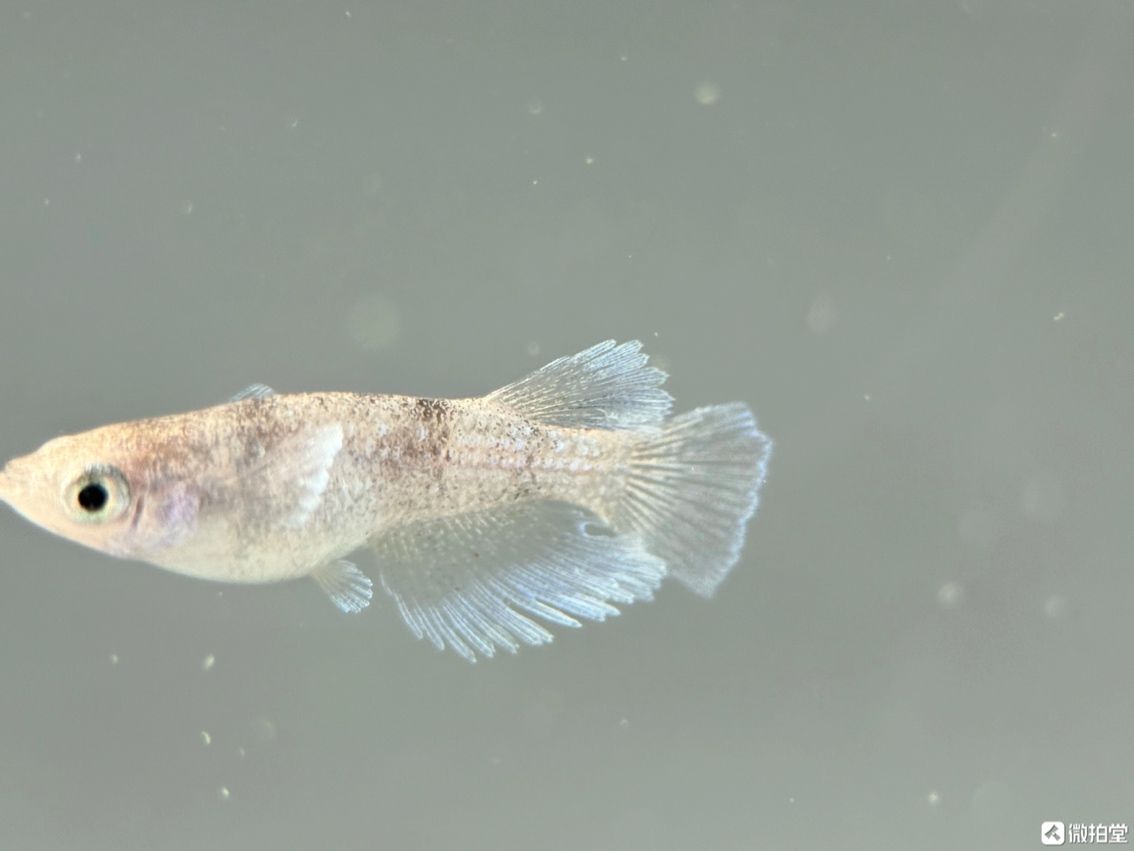 不需要加溫打氧過濾的小型觀賞魚觀背青鳉，小型觀賞魚——觀背青鳉養殖技巧