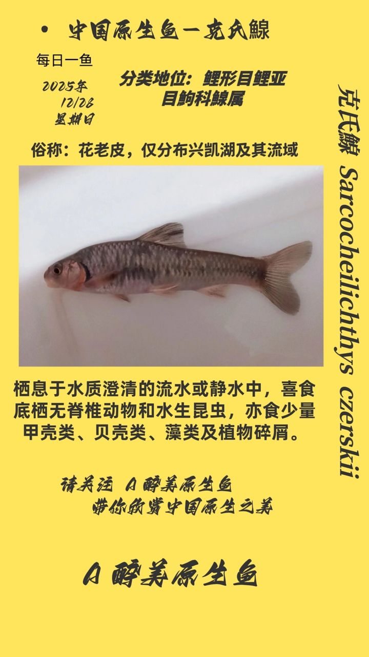 克氏鰁，克氏鰁是一種小型至中型的淡水魚類