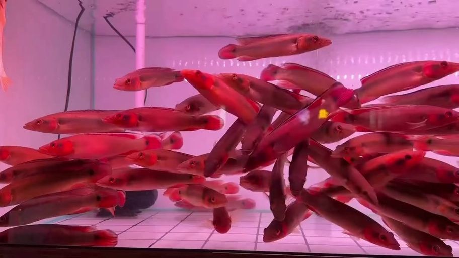 胭脂孔雀龍魚有哪些飼養技巧？，胭脂孔雀龍魚的飼養技巧