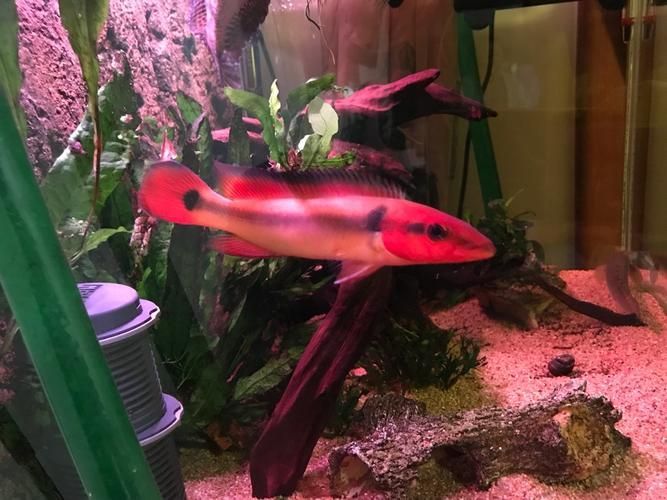 胭脂孔雀龍魚有哪些飼養技巧？，胭脂孔雀龍魚的飼養技巧