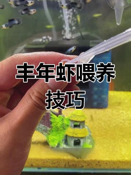 胭脂孔雀龍魚有哪些飼養技巧？，胭脂孔雀龍魚的飼養技巧