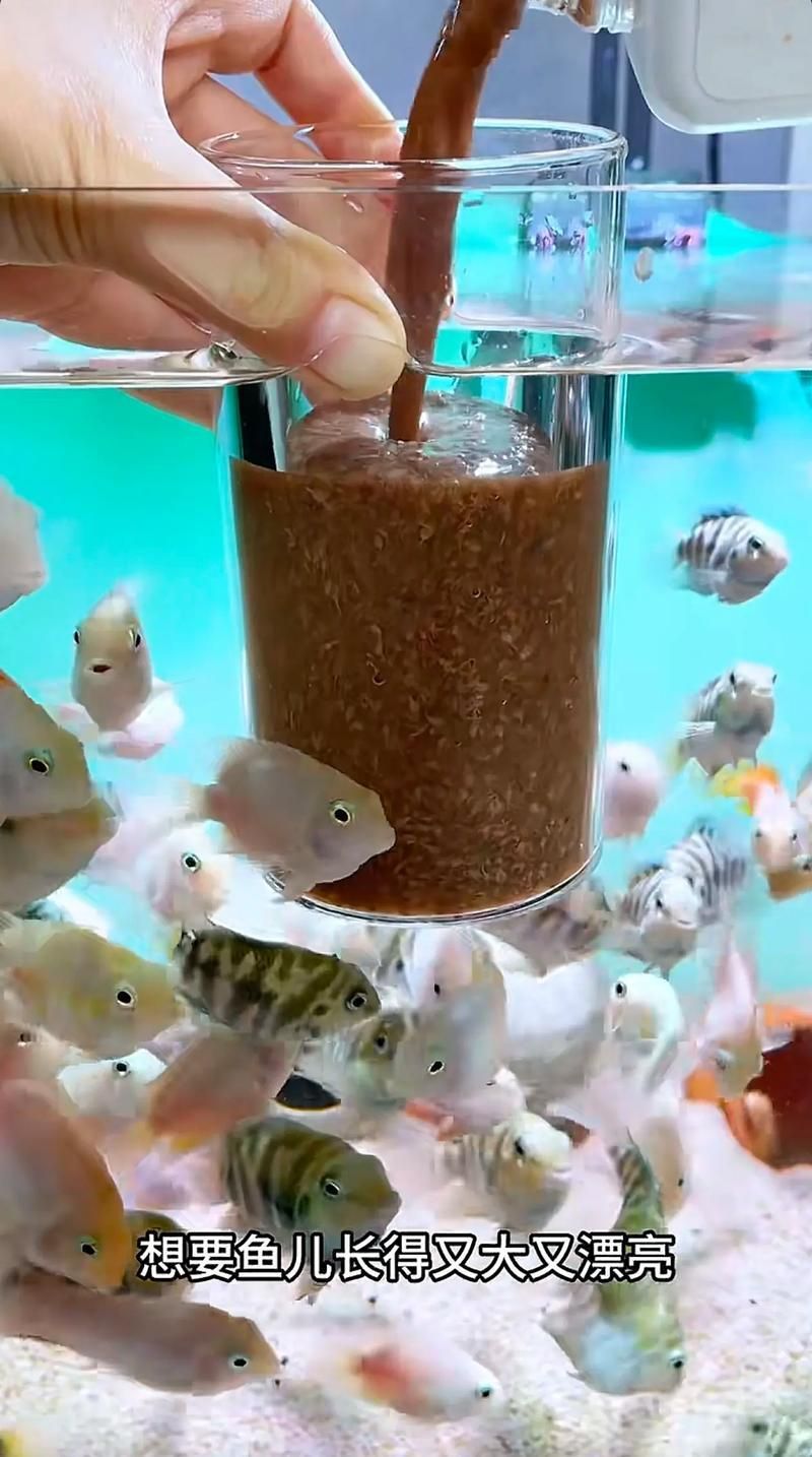 胭脂孔雀龍魚有哪些飼養技巧？，胭脂孔雀龍魚的飼養技巧
