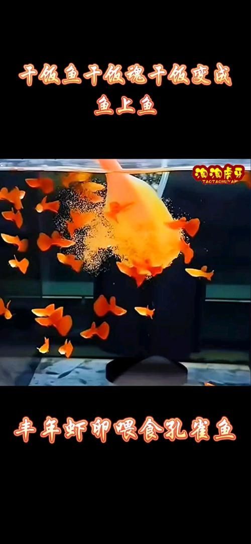 胭脂孔雀龍魚有哪些飼養技巧？，胭脂孔雀龍魚的飼養技巧