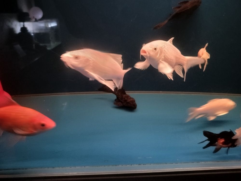 長勢不錯，也不挑食！，植物生長特性