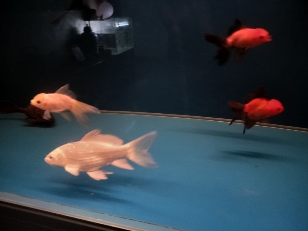 長勢不錯，也不挑食！，植物生長特性