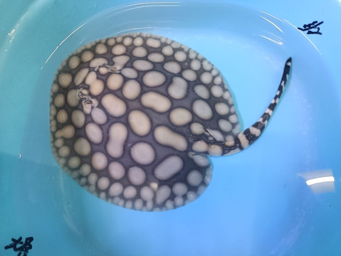 早安，早安，世界在這個寧靜的清晨，伴隨著第一縷陽光的溫柔觸摸