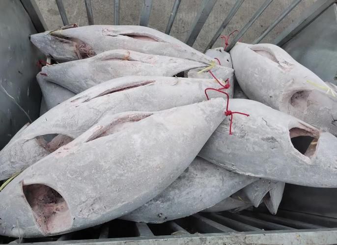 如何選擇新鮮的金槍魚，新鮮的金槍魚應考慮以下幾個關鍵因素：觀察金槍魚的顏色