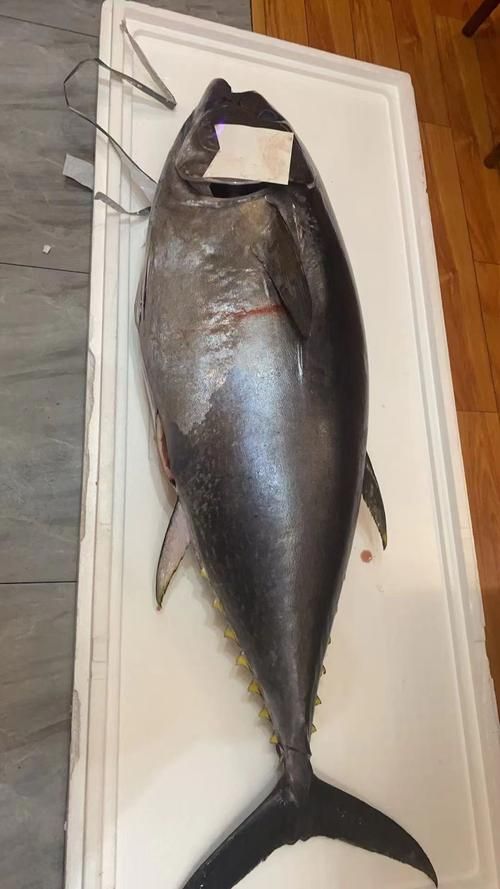 如何選擇新鮮的金槍魚，新鮮的金槍魚應考慮以下幾個關鍵因素：觀察金槍魚的顏色